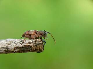 Macro small insects against a natural background without touchingser