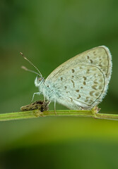 Macro small insects against a natural background without touchingser