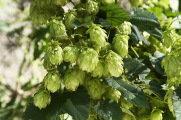 Naklejka premium Fresh green hops growing on branch outdoors, closeup