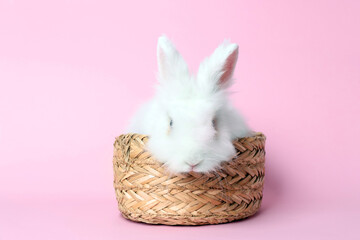 Fluffy white rabbit in wicker basket on pink background. Cute pet