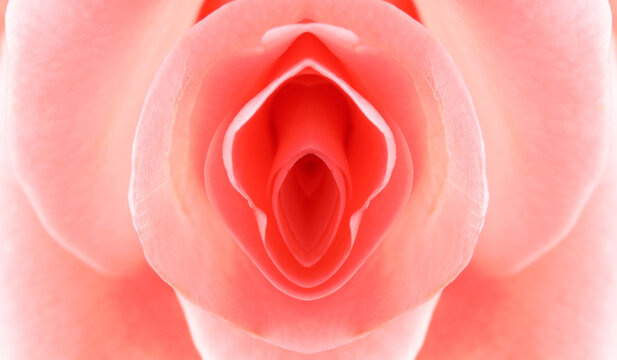 Erotic metaphor design. Rose bud with petals resembling vulva. Beautiful flower as background, closeup