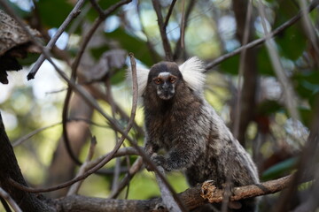 Marmoset monkey (Callithrix jacchus) also called white tufted eared marmoset. Wild specimen in its...