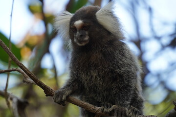Marmoset monkey (Callithrix jacchus) also called white tufted eared marmoset. Wild specimen in its natural habitat, the Atlantic jungle in northeastern Brazil near the village Pecem, state of Ceara.