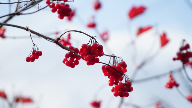 Viburnum opulus are on blurred background. Beautiful autumn background with red berries of viburnum. guelder-rose, water elder, cramp bark, snowball tree and European cranberrybush. 