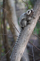 Marmoset monkey (Callithrix jacchus) also called white tufted eared marmoset. Wild specimen in its natural habitat, the Atlantic jungle in northeastern Brazil near the village Pecem, state of Ceara.