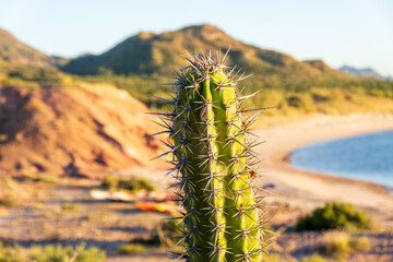 Close up of a cactus and it's thorns:  Bahía Concepción, Sea of Cortez, Baja de California Sur, Mexico