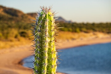 Close up of a cactus and it's thorns:  Bahía Concepción, Sea of Cortez, Baja de California Sur, Mexico