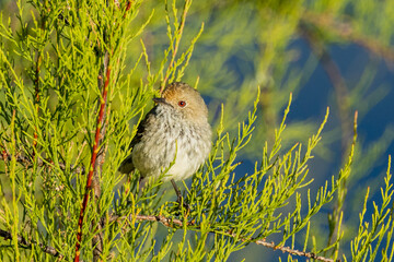 Brown Thornbill in Victoria Australia