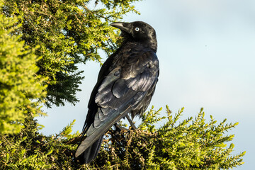 Little Raven in Victoria Australia