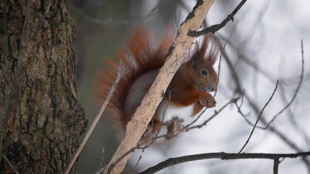 The red squirrel (Sciurus vulgaris) eats a nut sitting on a tree branch in a snowy winter forest. Warsaw, Łazienki Park.