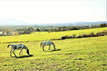 Fototapeta premium 草を食む馬
