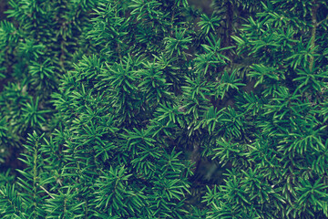 Taxus baccata green twig texture. Berry yew plant texture background.