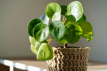 Closeup of Pilea Peperomioides houseplant in cane wicker planter over gray wall at home. Sunlight....