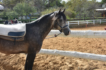 Portrait of a standing steppe horse waiting her turn for riding training at the horse farm
