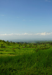 Fototapeta na wymiar Beautiful landscape at the plantation in Kalibendo, Banyuwangi, Indonesia.