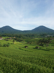 Beautiful rice field at tegalalang, Bali, Indonesia.