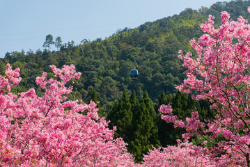 Take a cable car to see cherry blossoms in Formosan Aboriginal Culture Village -Nantou, Taiwan