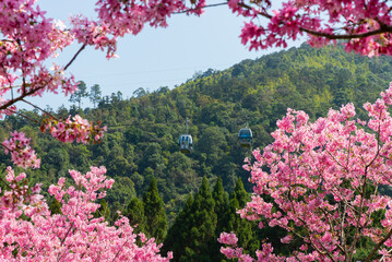 Take a cable car to see cherry blossoms in Formosan Aboriginal Culture Village -Nantou, Taiwan