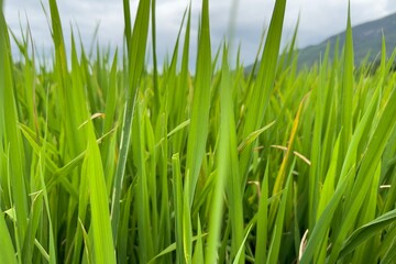 green Asian rice fields in Asia, Vietnam 