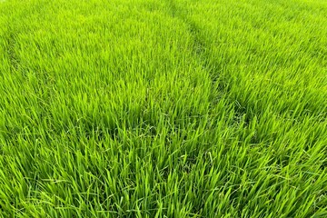 green Asian rice fields in Asia, Vietnam 