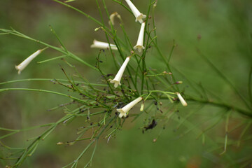 grass in the wind