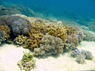 Naklejka na ściany i meble Coral reef. Colorful corals on the seabed underwater.