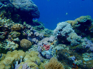 Plakat Coral reef. Colorful corals on the seabed underwater.