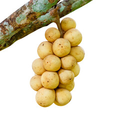 Southern langsat or Longkong fruit