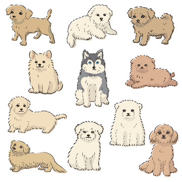 110点を超えるマルプーのイラスト素材、ロイヤリティフリーのベクター 