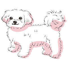 シンプルでかわいいマルチーズ　手描き線画ベクターイラスト