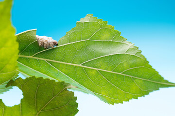 One silkworm eating mulberry leaves