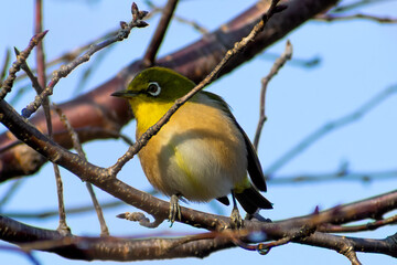 A Japanese white eye bird also known as warbling white eye perching on a branch of a cherry blossom tree
