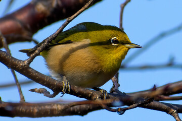 A Japanese white eye bird also known as warbling white eye perching on a branch of a cherry blossom tree