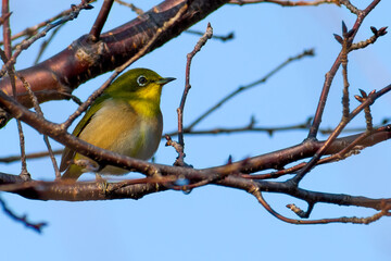 A Japanese white eye bird also known as warbling white eye perching on a branch of a cherry blossom tree