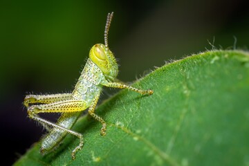 A juvenile grasshopper resting on a green grass leaf. Macro shot - obrazy, fototapety, plakaty