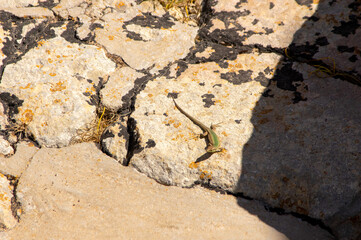 Maltese wall lizard (podarcis filfolensis) sunning itself on the stones of the Ggantija Temple, Gozo, Malta