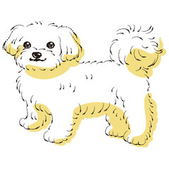 シンプルでかわいいマルチーズ　手描き線画ベクターイラスト