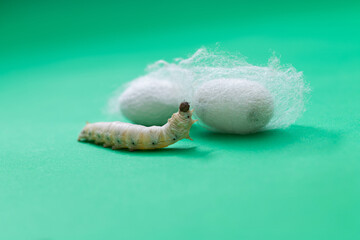 Silkworm make cocoon on green background