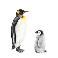 Emperor penguin bird with a baby set. Watercolor illustration. Hand drawn cute little penguin with a parent. Antarctica wildlife bird. Couple of beautiful penguins. Isolated on white background