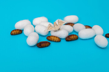 silkworm moth come out of cocoons