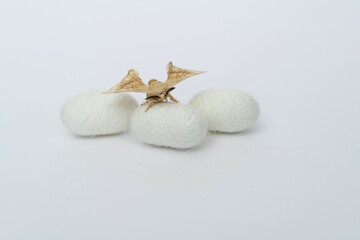 silkworm moth come out of cocoons