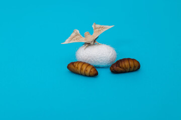 Obraz na płótnie Canvas silkworm moth come out of cocoon.