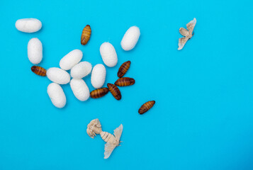 Two silkworm butterflies mating on blue background