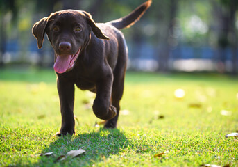 Happy Chocolate Labrador puppy dog walking on playground green yard