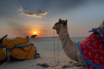 A Camel, Camelus dromedarius, dressed in traditional Rajasthani dress, at sand dunes of Thar desert, Rajasthan, India. Camel riding is a favourite activity amongst tourists. Sun set background.