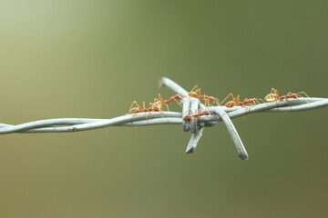 red ants are walking on the iron wire