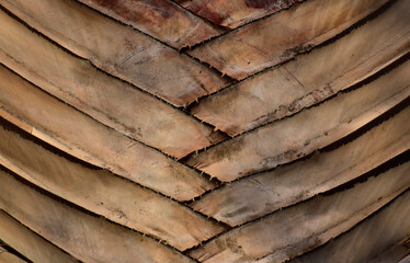 coconut tree furniture natural for the background