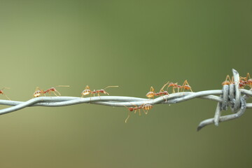 a red ant walking on a wire rope