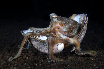 Coconut Octopus lives in a shell. Underwater night life of Tulamben, Bali, Indonesia.