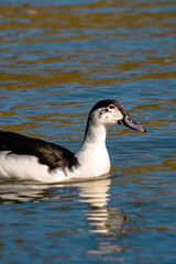 A duck on Lake Wairewa, Banks Peninsula